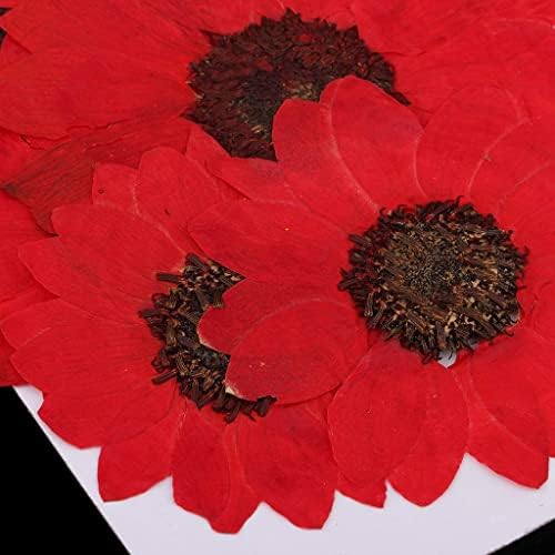 6pcs Red Dried Sunflower Pressed Flowers for DIY Decorations