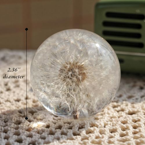 Real Dandelion Paperweight 60mm with Stand