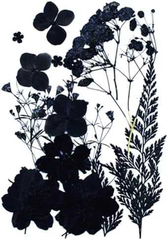 ikasus Black Pressed Dried Flowers for DIY Crafts and Resin Art