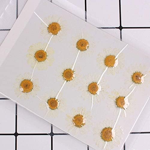 50pcs Natural Dried Daisy Flower for Crafts and Decor