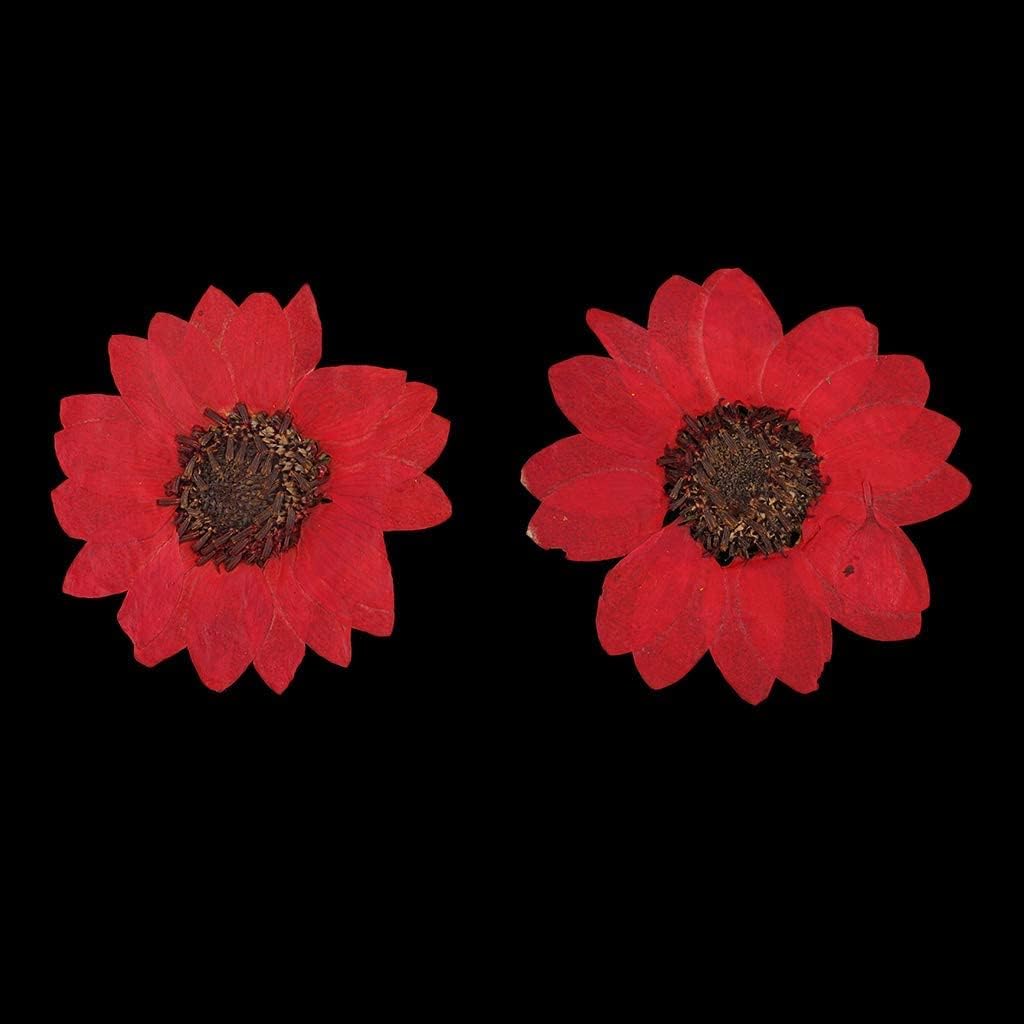 6pcs Red Dried Sunflower Pressed Flowers for DIY Decorations