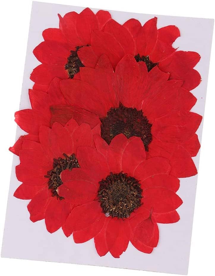 6pcs Red Dried Sunflower Pressed Flowers for DIY Decorations