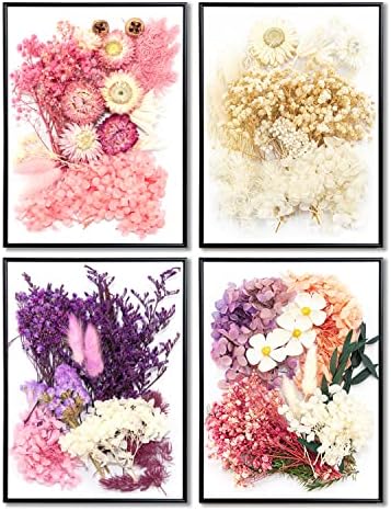 Vignee Real Dried Pressed Flower Daisies Craft DIY White