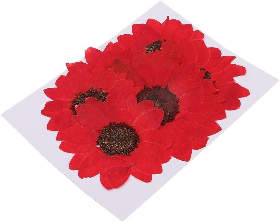 6pcs Red Dried Sunflower Pressed Flowers for DIY Decorations