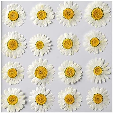 50pcs Natural Dried Daisy Flower for Crafts and Decor