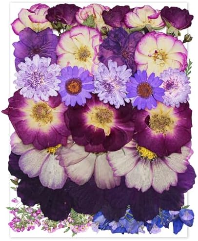 OECOO Purple Dried Pressed Flower for Resin Crafts