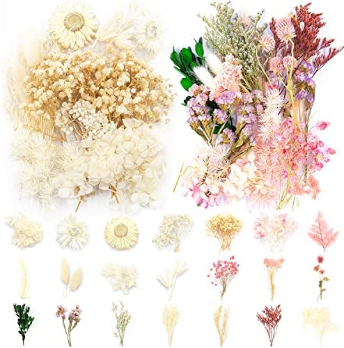 Vignee Real Dried Pressed Flowers Daisies White and Light Pink