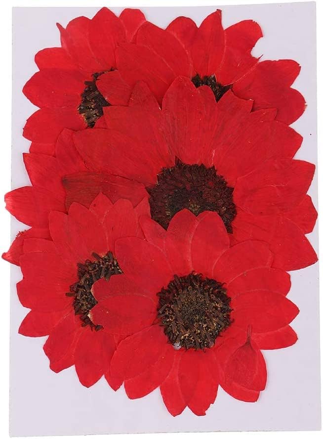 6pcs Red Dried Sunflower Pressed Flowers for DIY Decorations