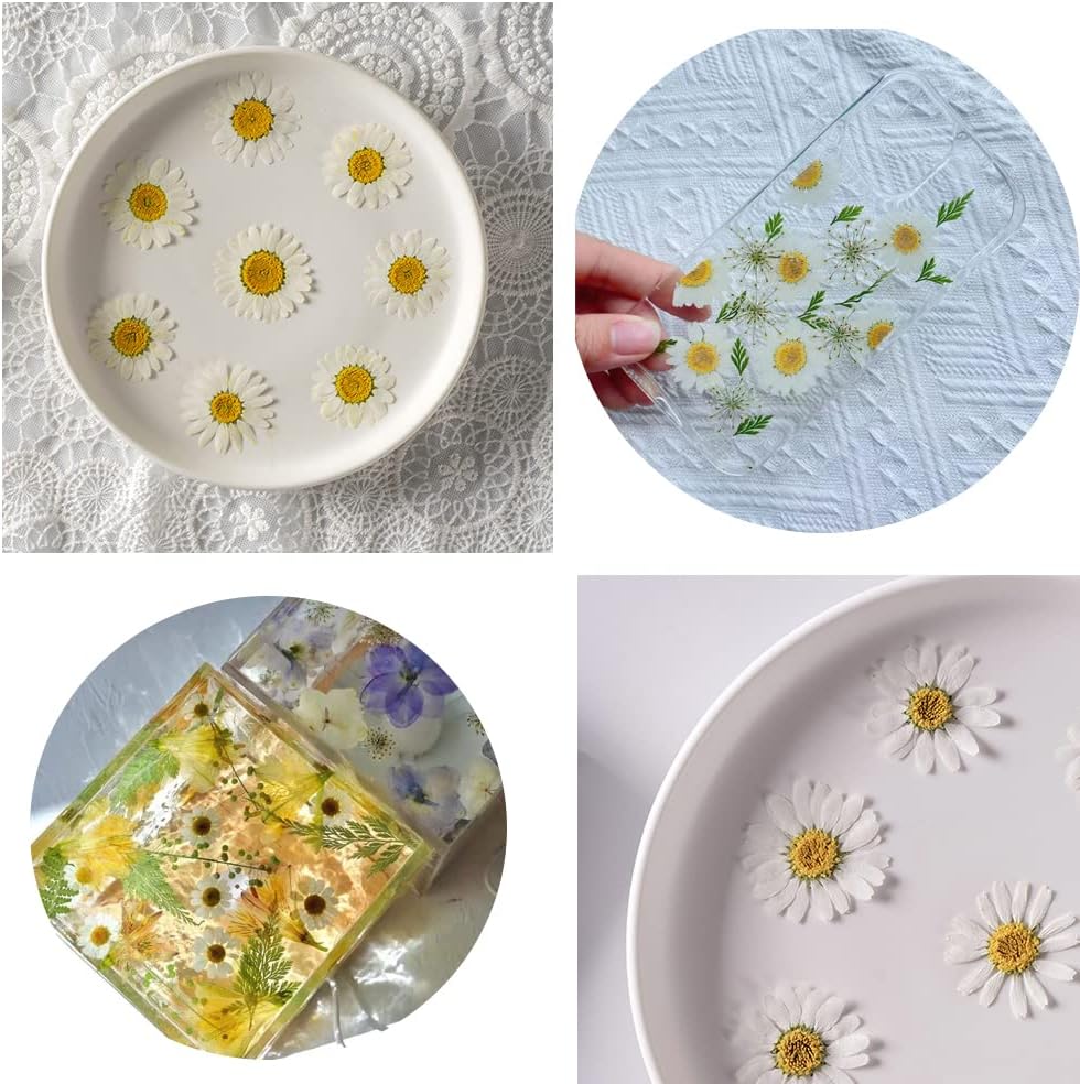 50pcs Natural Dried Daisy Flower for Crafts and Decor