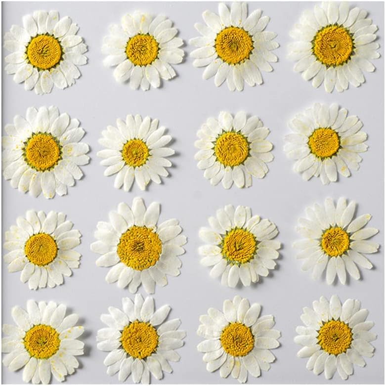 50pcs Natural Dried Daisy Flower for Crafts and Decor
