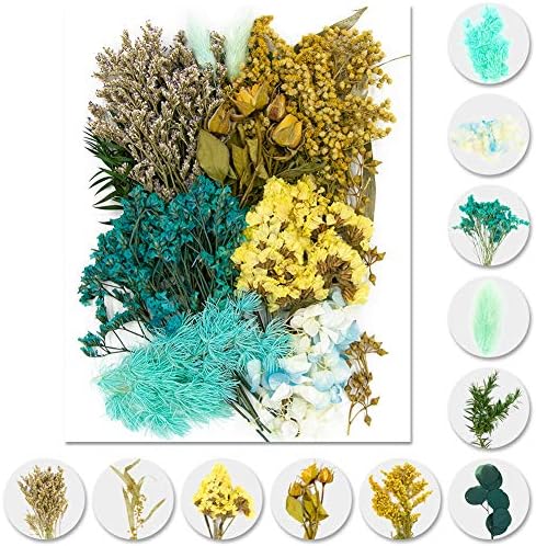 Vignee Real Dried Pressed Flowers Daisies Craft Resin Jewelry Making Art DIY Blue