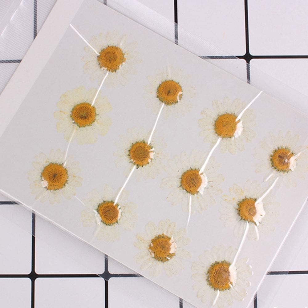 50pcs Natural Dried Daisy Flower for Crafts and Decor