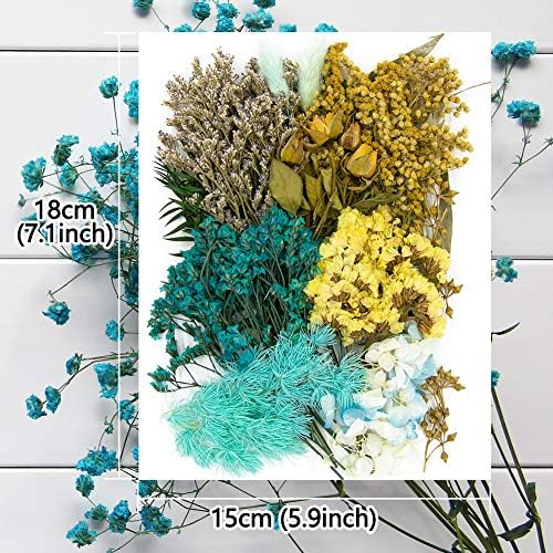 Vignee Real Dried Pressed Flowers Daisies Craft Resin Jewelry Making Art DIY Blue