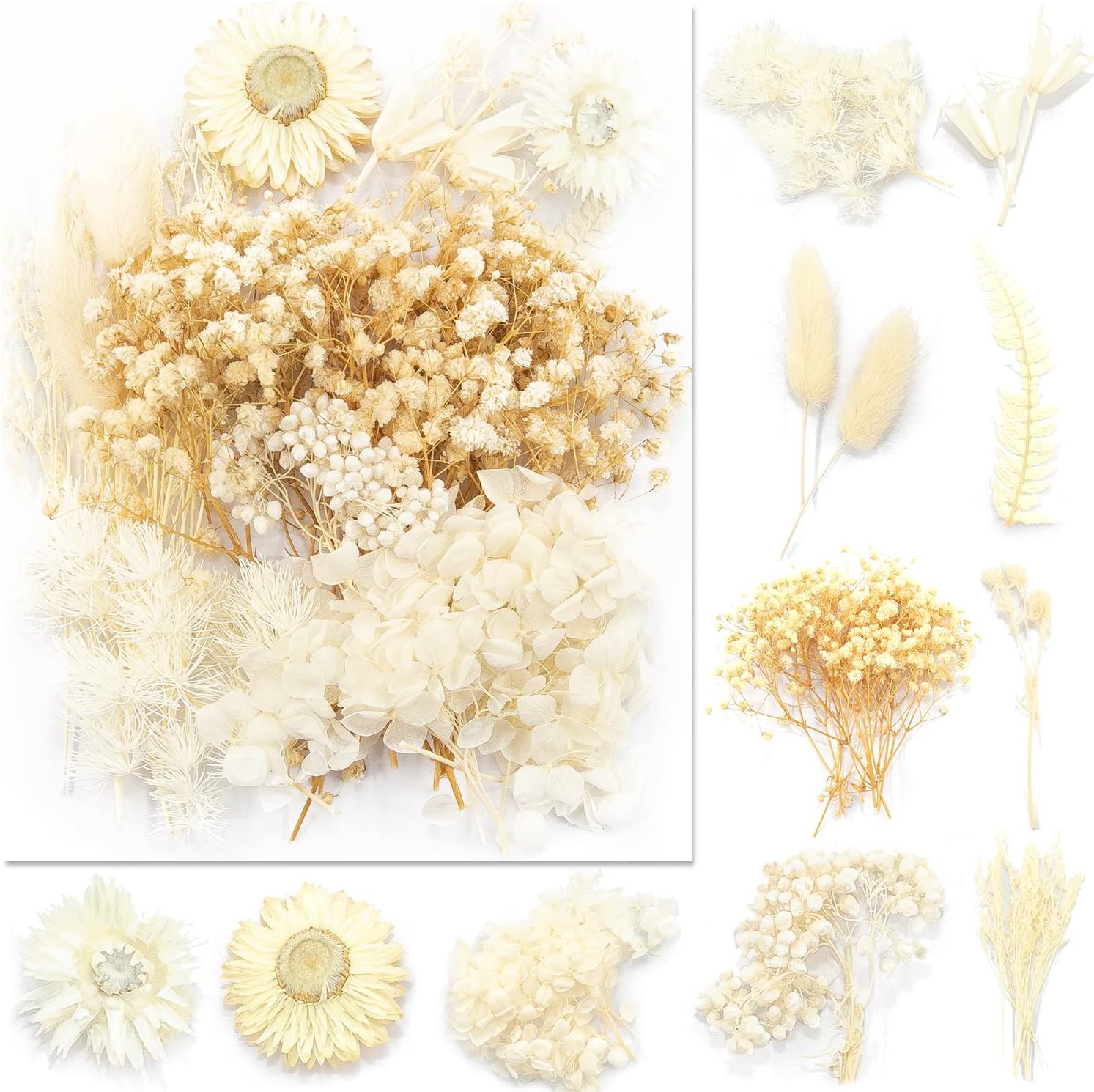 Vignee Real Dried Pressed Flower Daisies Craft DIY White