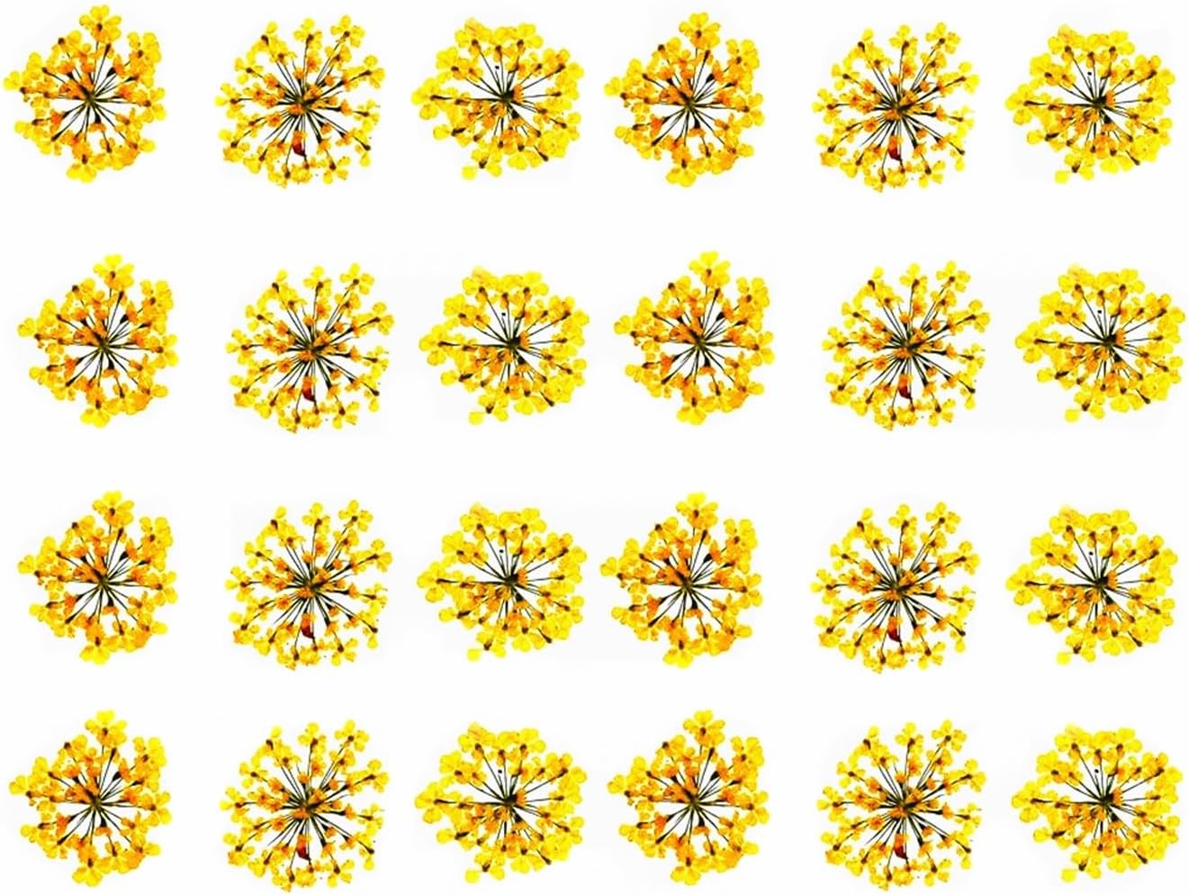 72pcs 3D Dried Flowers for Nail Art and Resin Casting