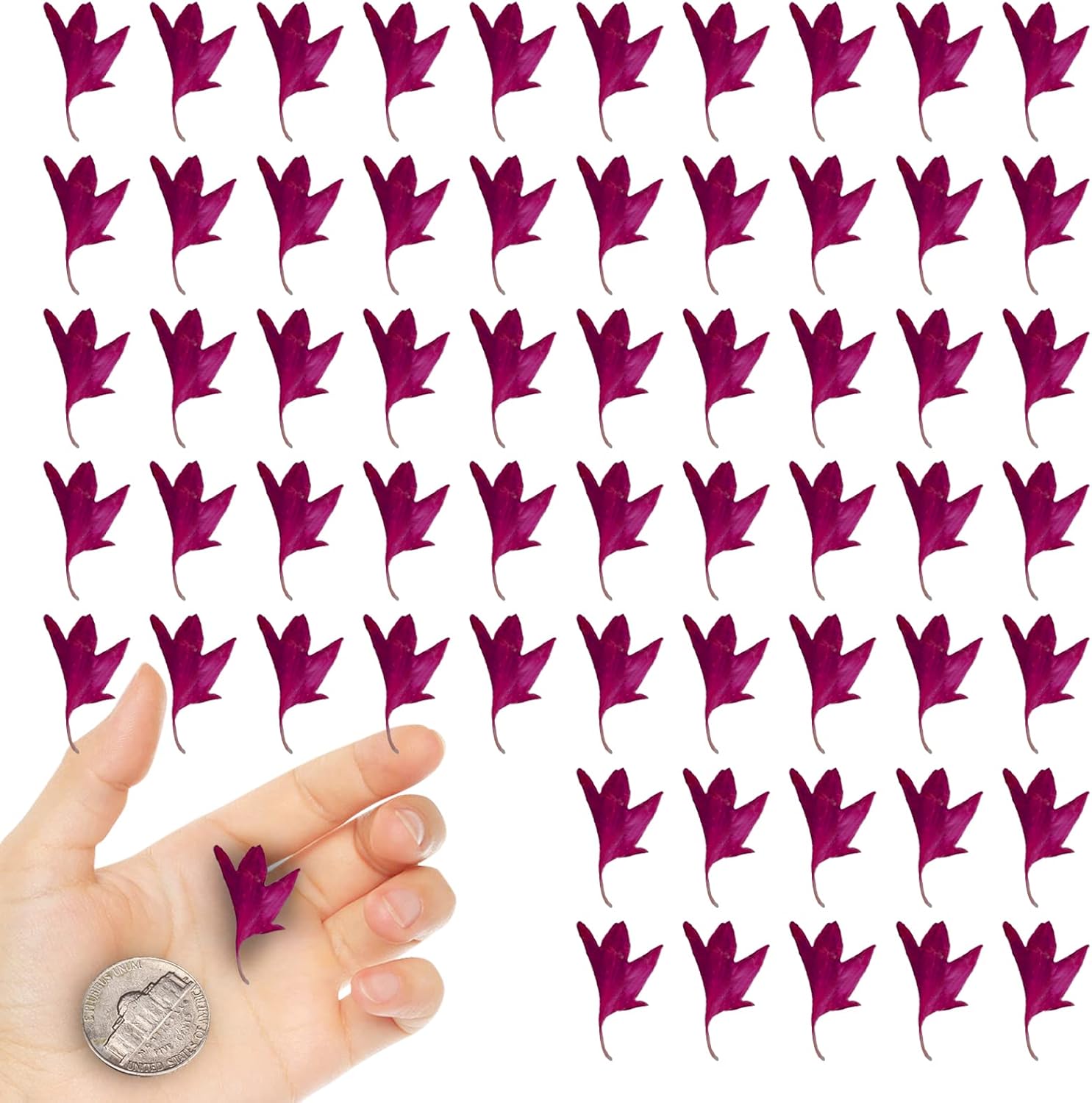 Dried Corn-Flower for Resin Jewelry Crafts 50PCS