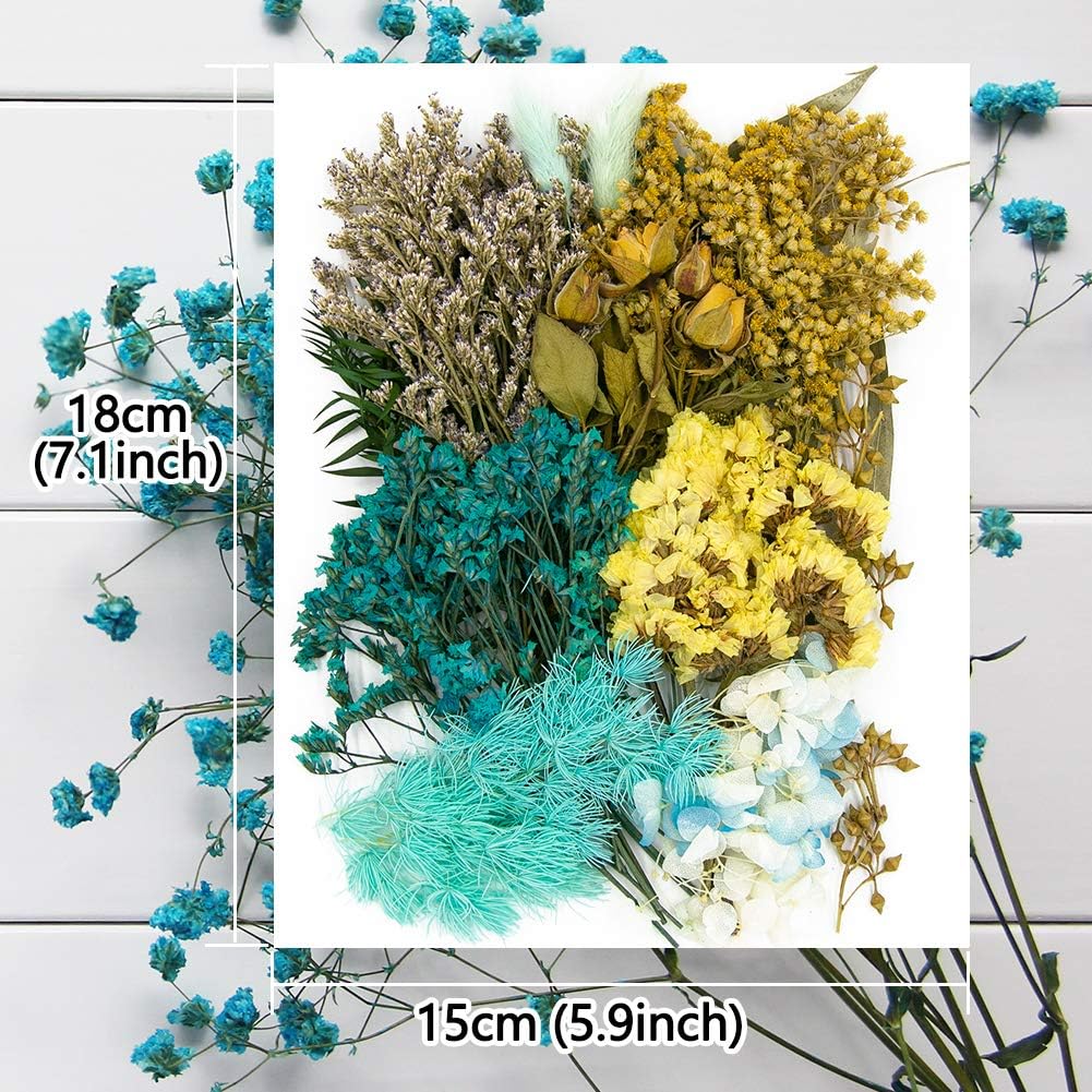 Vignee Real Dried Pressed Flowers Daisies Craft Resin Jewelry Making Art DIY Blue