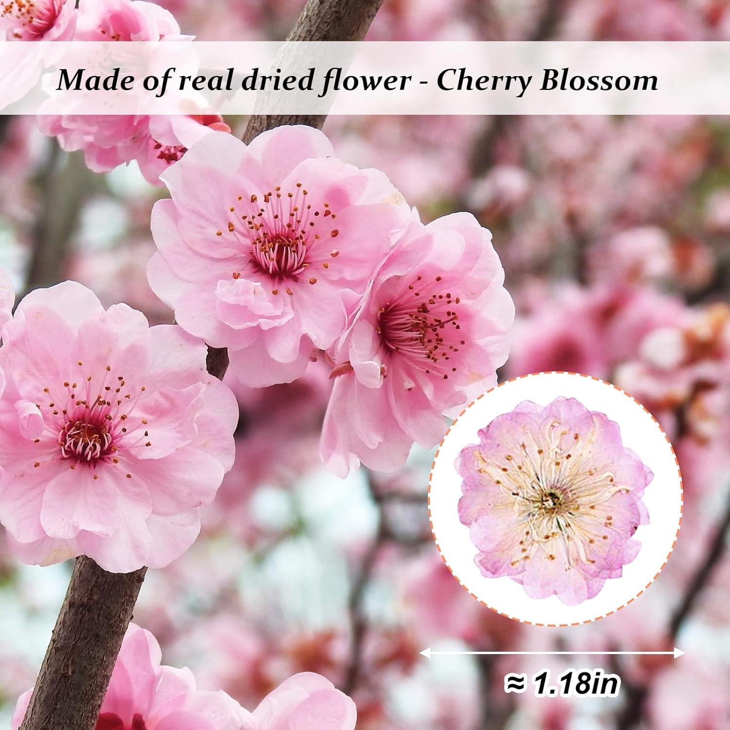 60PCS Pink Dried Cherry Blossom Flowers for Resin Crafting and Candle Making