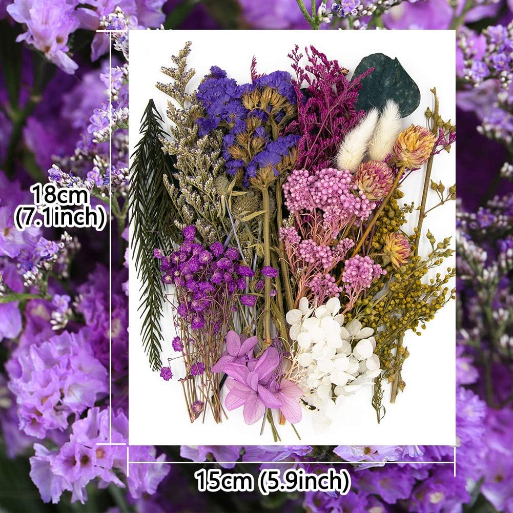 Vignee Dried Pressed Flower Daisies Blue Purple