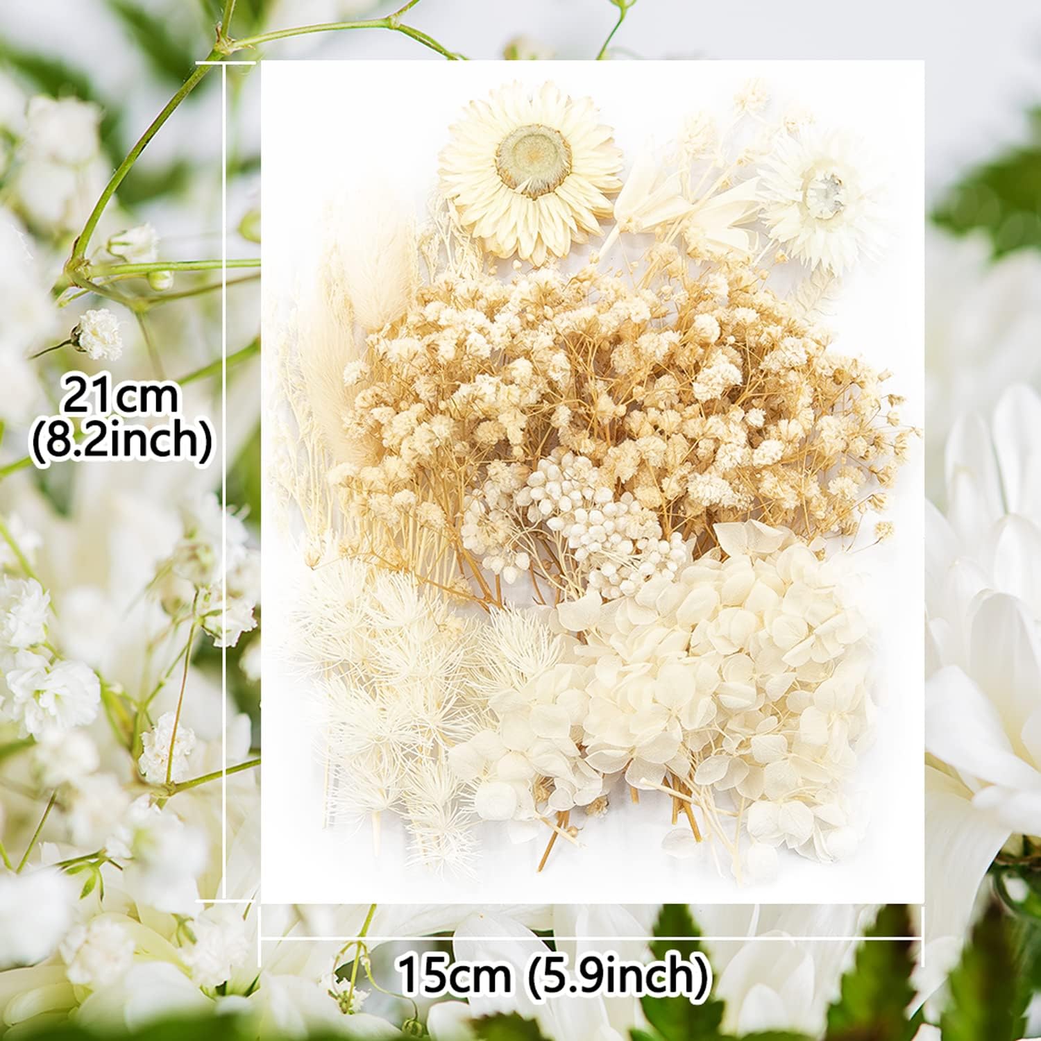 Vignee Real Dried Pressed Flower Daisies Craft DIY White