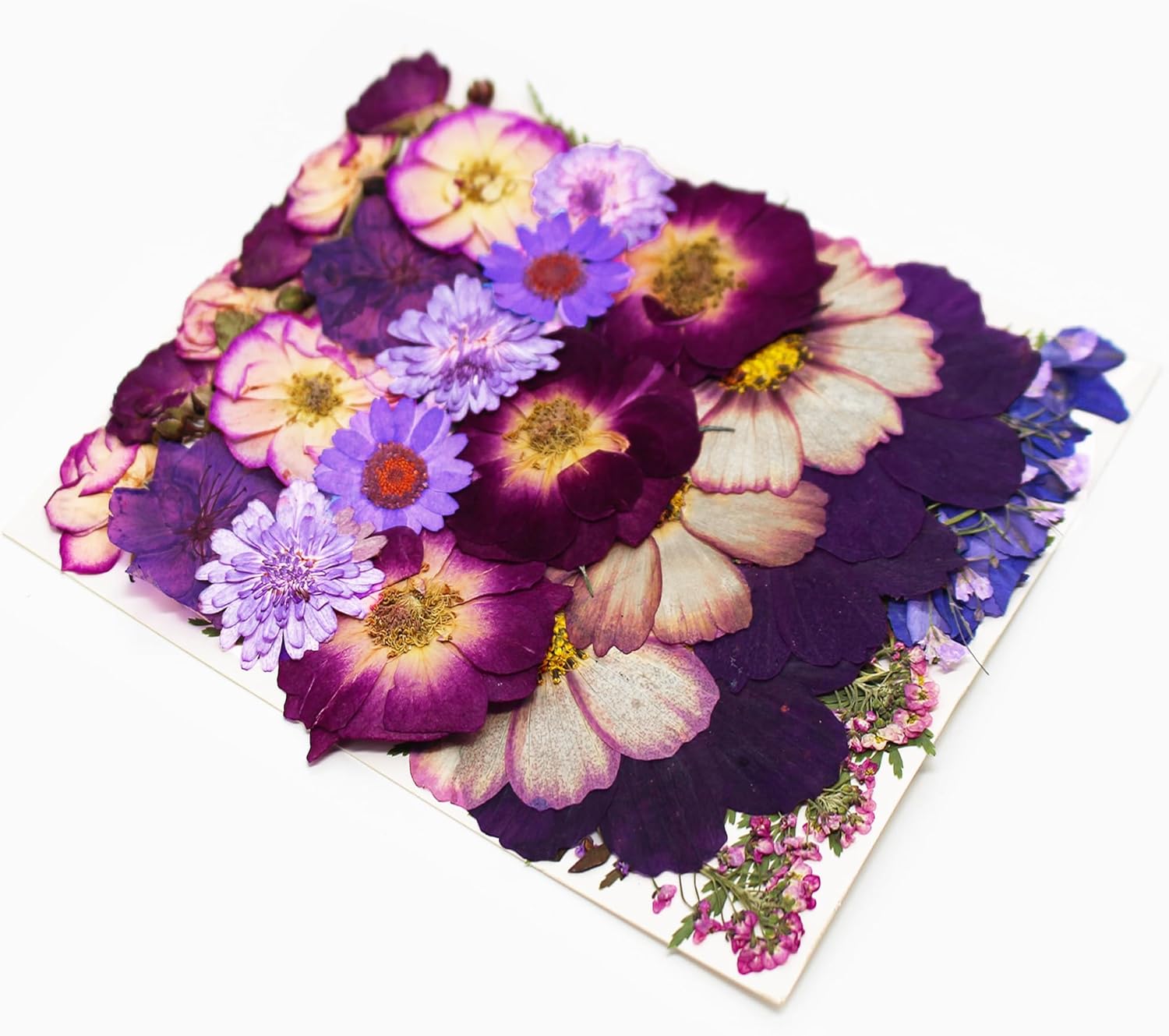 OECOO Purple Dried Pressed Flower for Resin Crafts