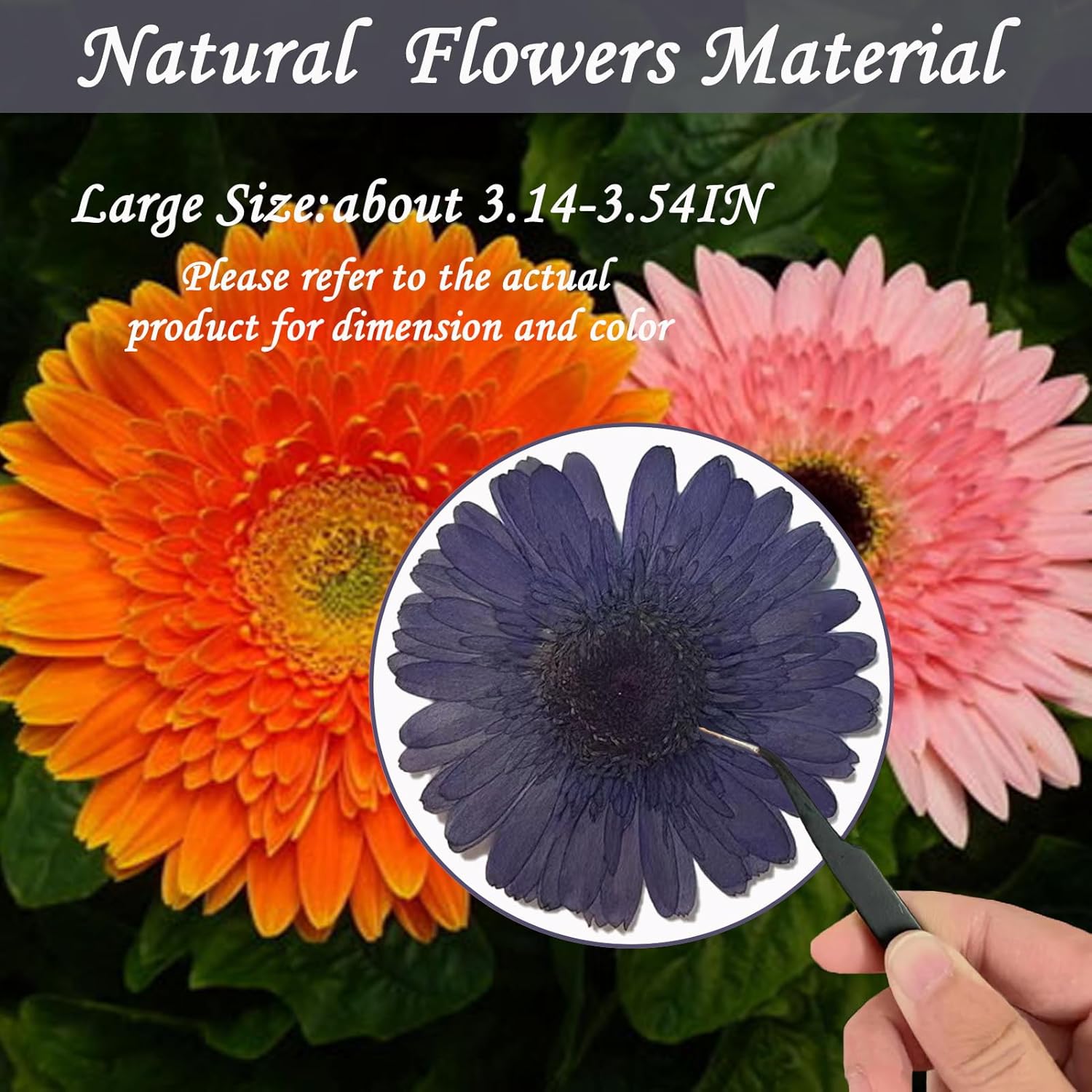 ALJ Large Purple Dried Sunflowers for Resin Crafts