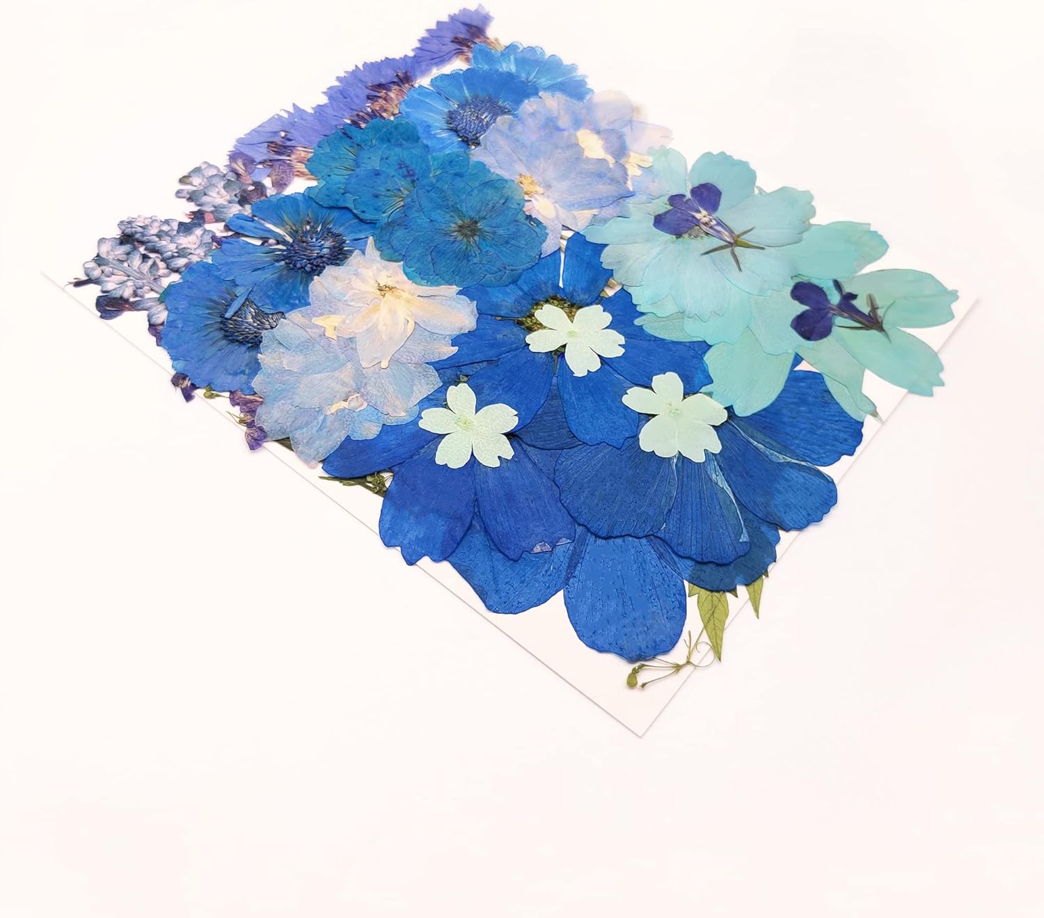 OECCO Large Blue Dried Pressed Flowers for Resin Crafting
