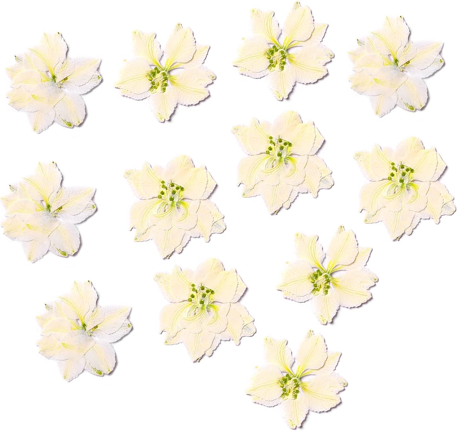 Pressed Dried Delphinium Flowers 30 PCS White Resin Art Supplies