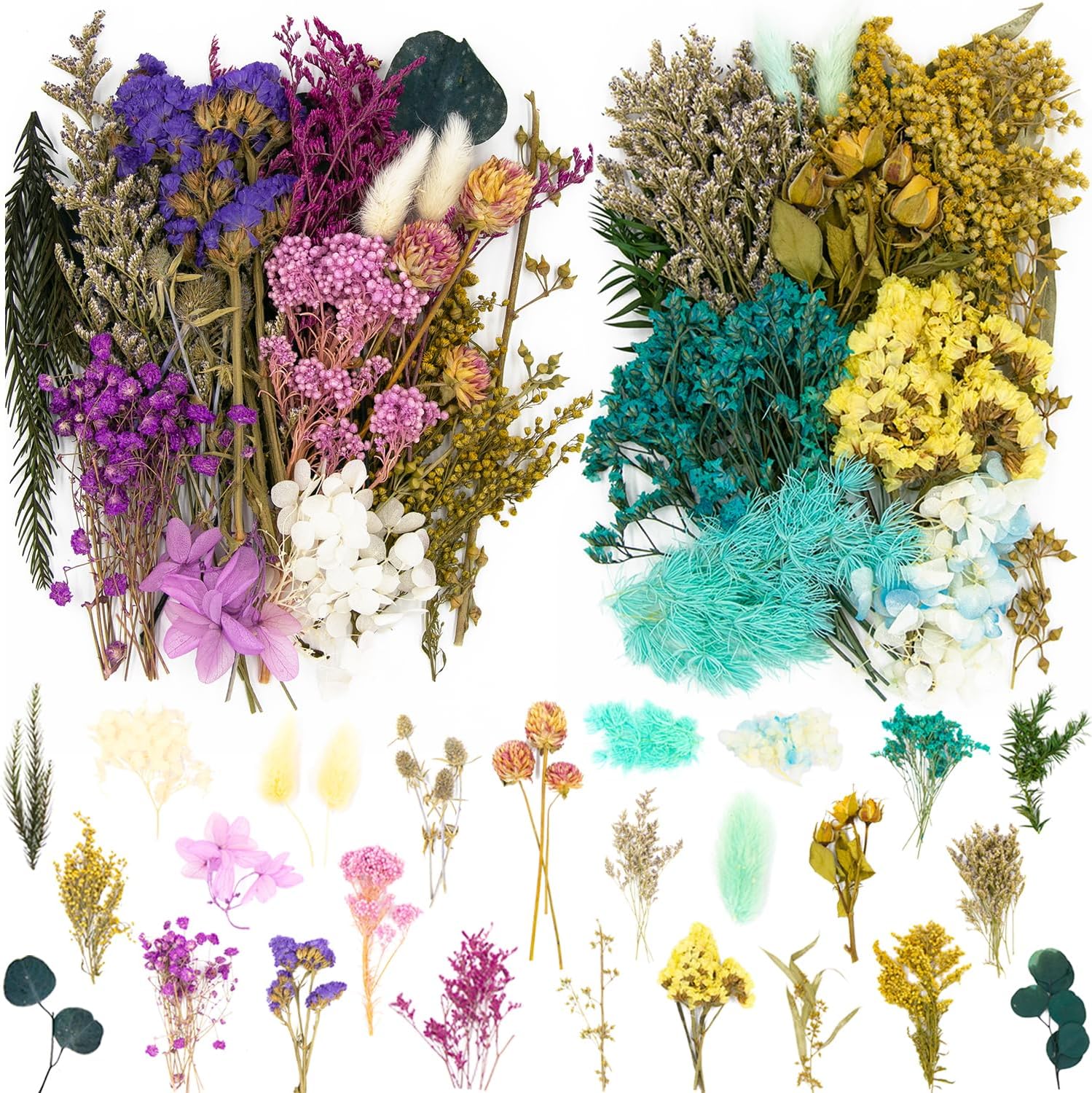 Vignee Dried Pressed Flower Daisies Blue Purple