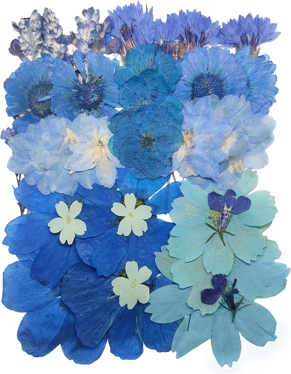 OECCO Large Blue Dried Pressed Flowers for Resin Crafting