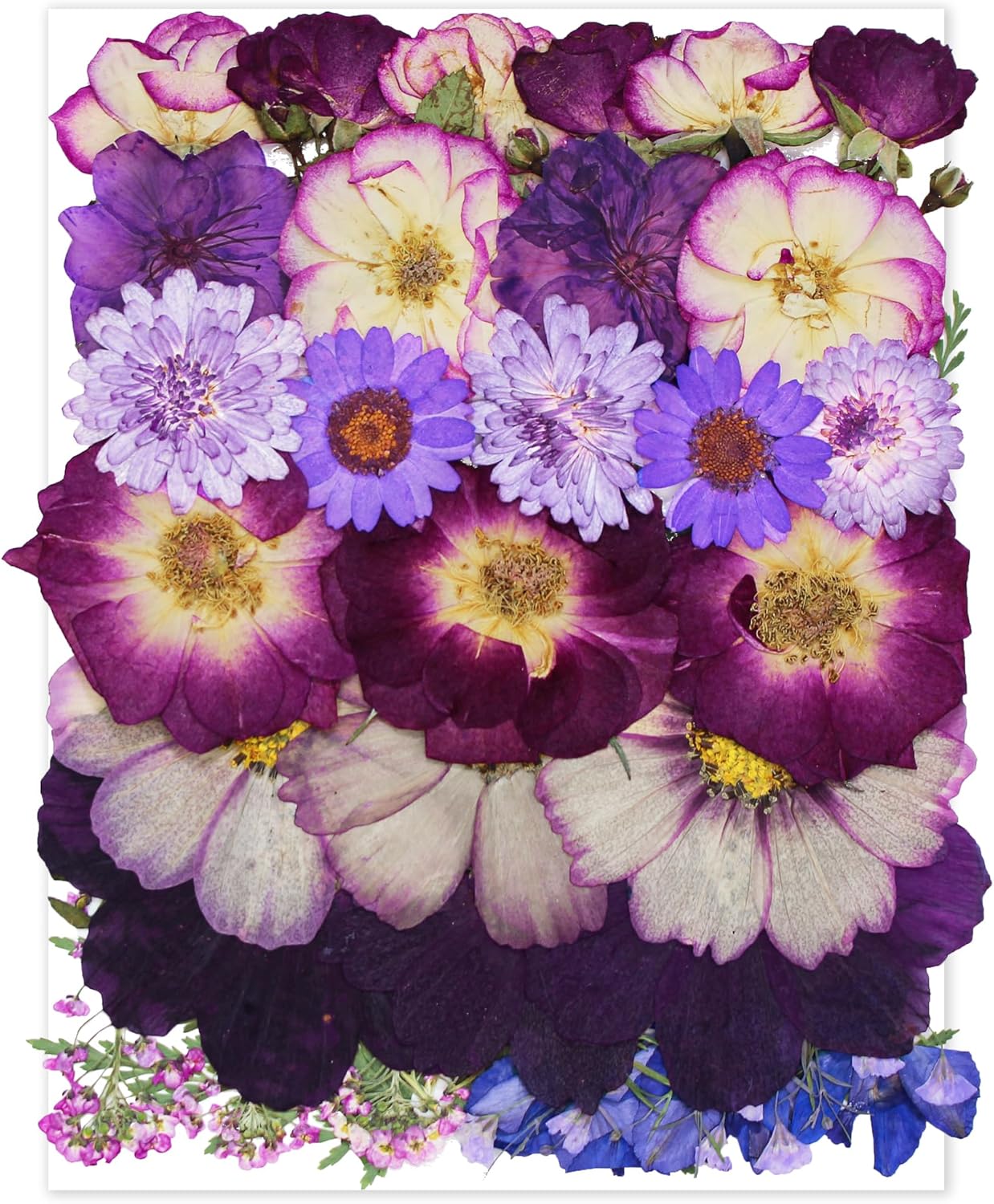 OECOO Purple Dried Pressed Flower for Resin Crafts