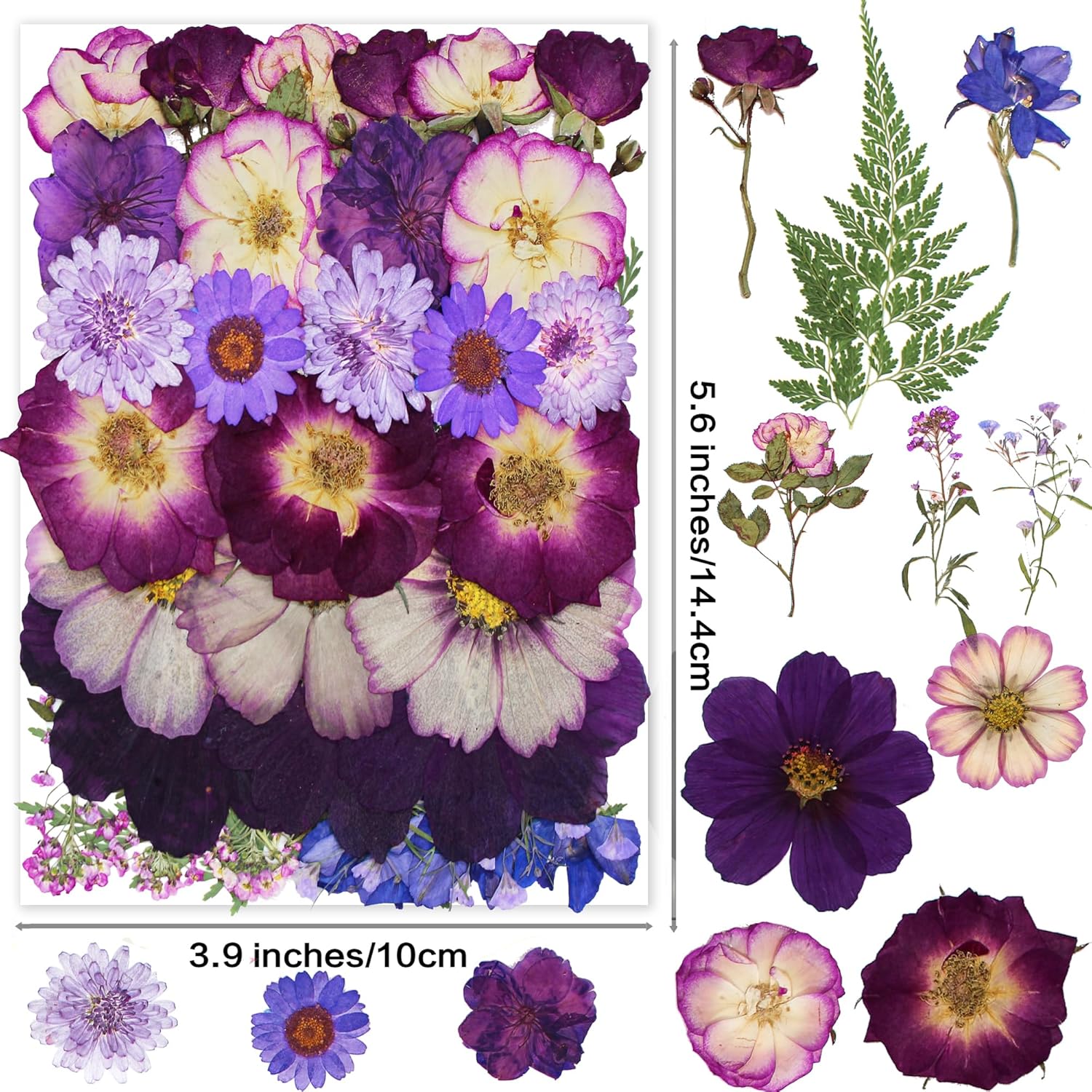OECOO Purple Dried Pressed Flower for Resin Crafts