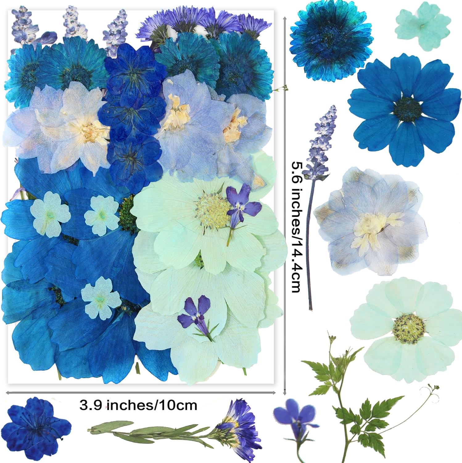 OECCO Large Blue Dried Pressed Flowers for Resin Crafting