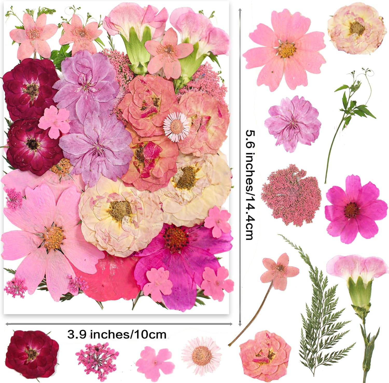 OECCO Large Pink Dried Pressed Flower for Resin Craft