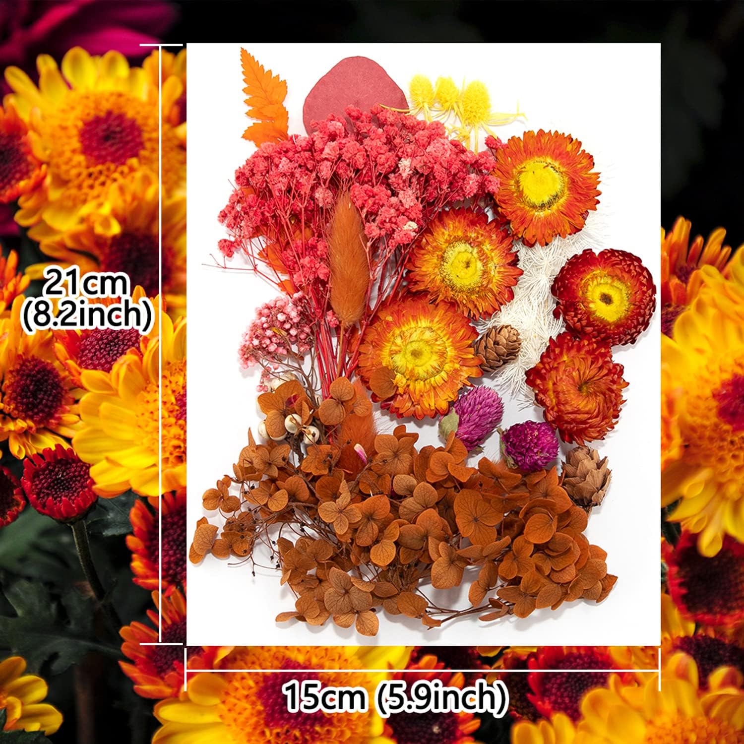 Vignee Real Dried Pressed Flower Daisies for Resin Jewelry Crafting DIY Red