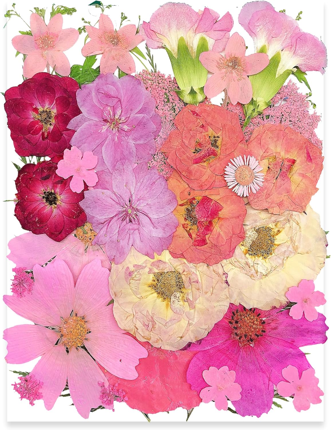 OECCO Large Pink Dried Pressed Flower for Resin Craft
